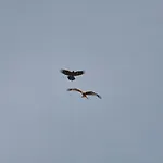 Goldbachmuehle 3* Blankenburg (Harz)